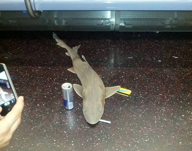 NYC Subway Shark