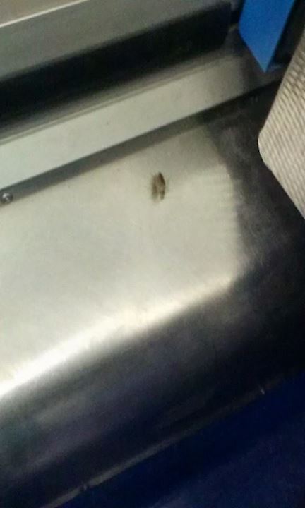 Roaches on the red line