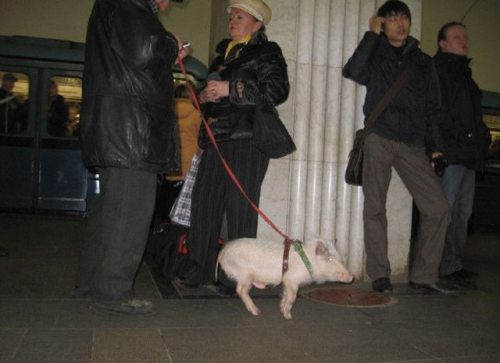 Waiting for the train with mans best friend