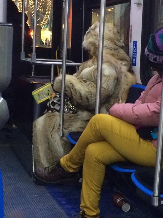 CTA Yeti!