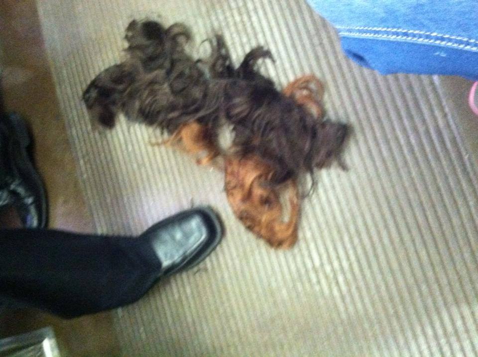 Dead dog or tumble weave on the Blue Line?