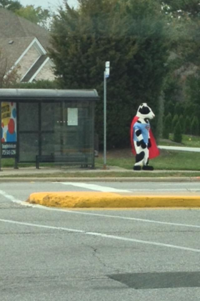 Super Cow waiting on the bus