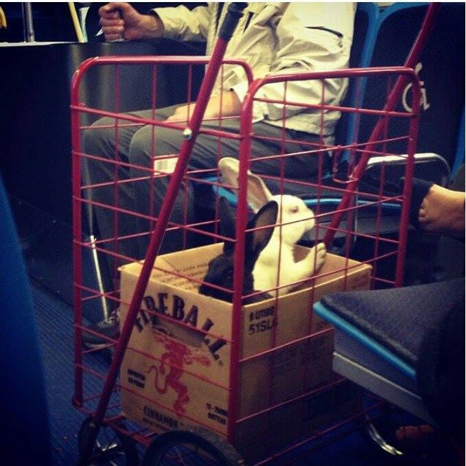 What do you get when you mix a rabbit and Fireball whiskey??