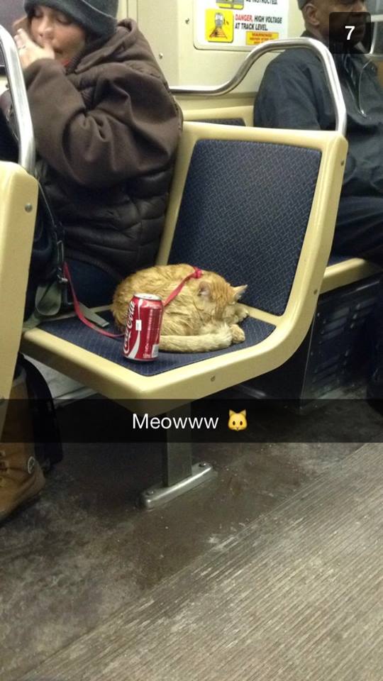 Theres Coke on this girls Pussy…. cat