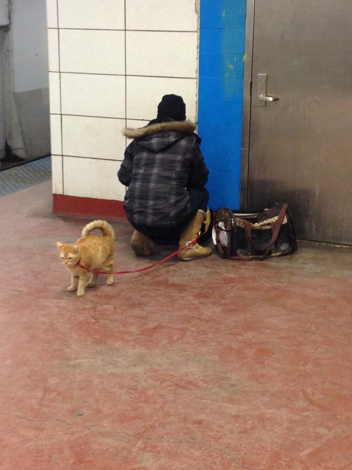 Don’t feel safe in the subway? Get a gaurd cat!