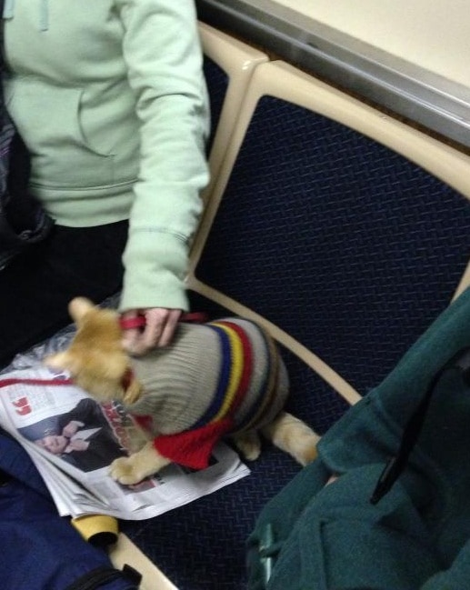 This cat can probably read better than some of the other riders on the train