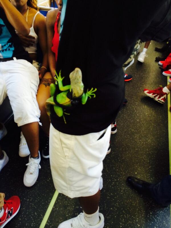 This iguana must be riding the Green line