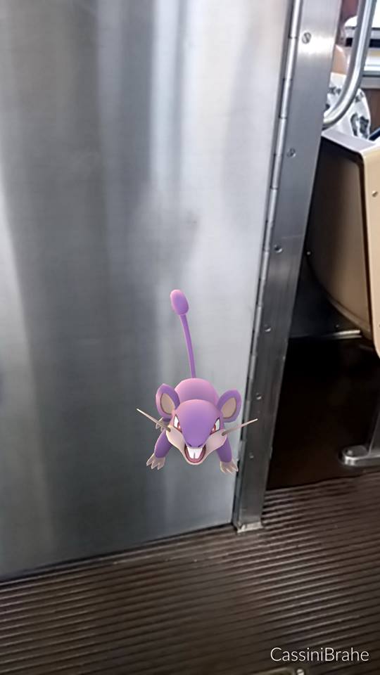Rat Spotting on the Brown Line